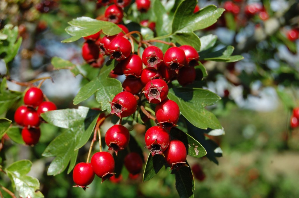 Hawthorn Berries Choose To Be Healthy
