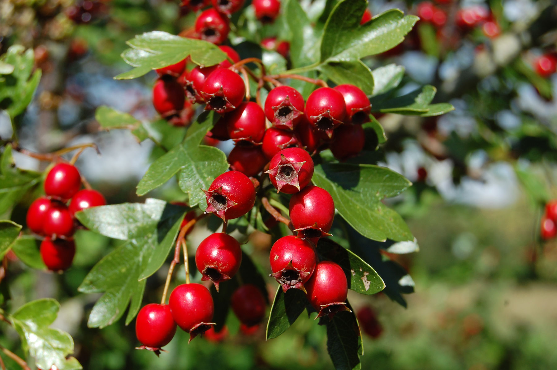 cuggl hawthorn raincover